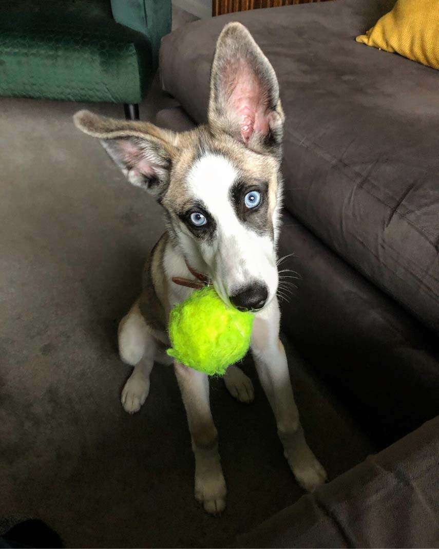 A very cute puppy with it's head cocked to one side and a tennis ball in its mouth. The puppy's markings are white, brown and blue and its eyes are bright blue.